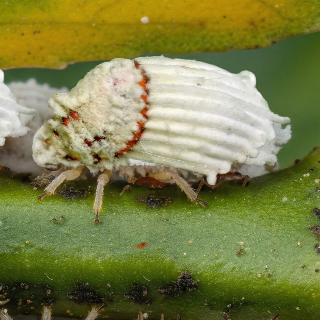 Cottony Cushiony Scale