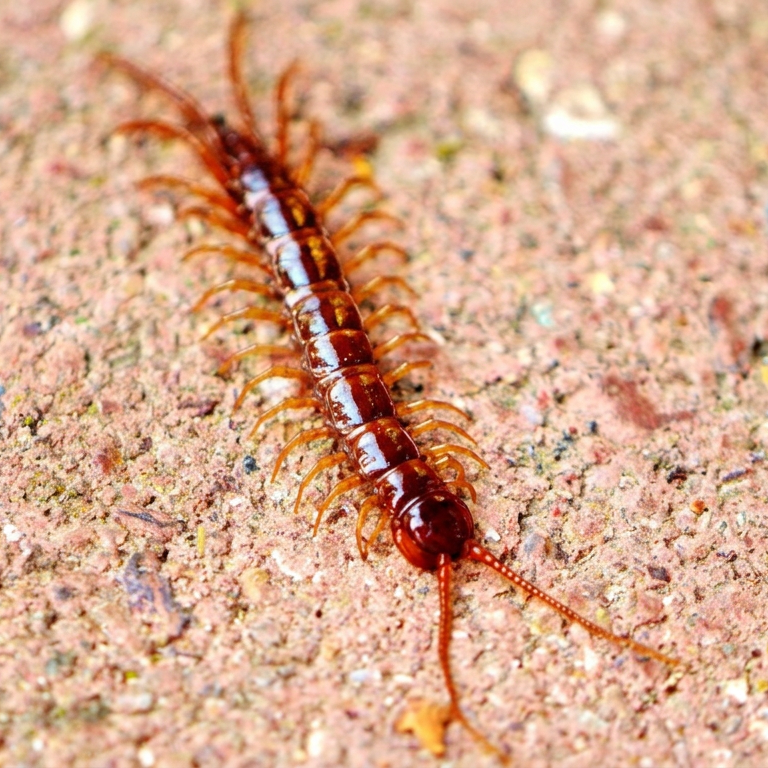 centipede