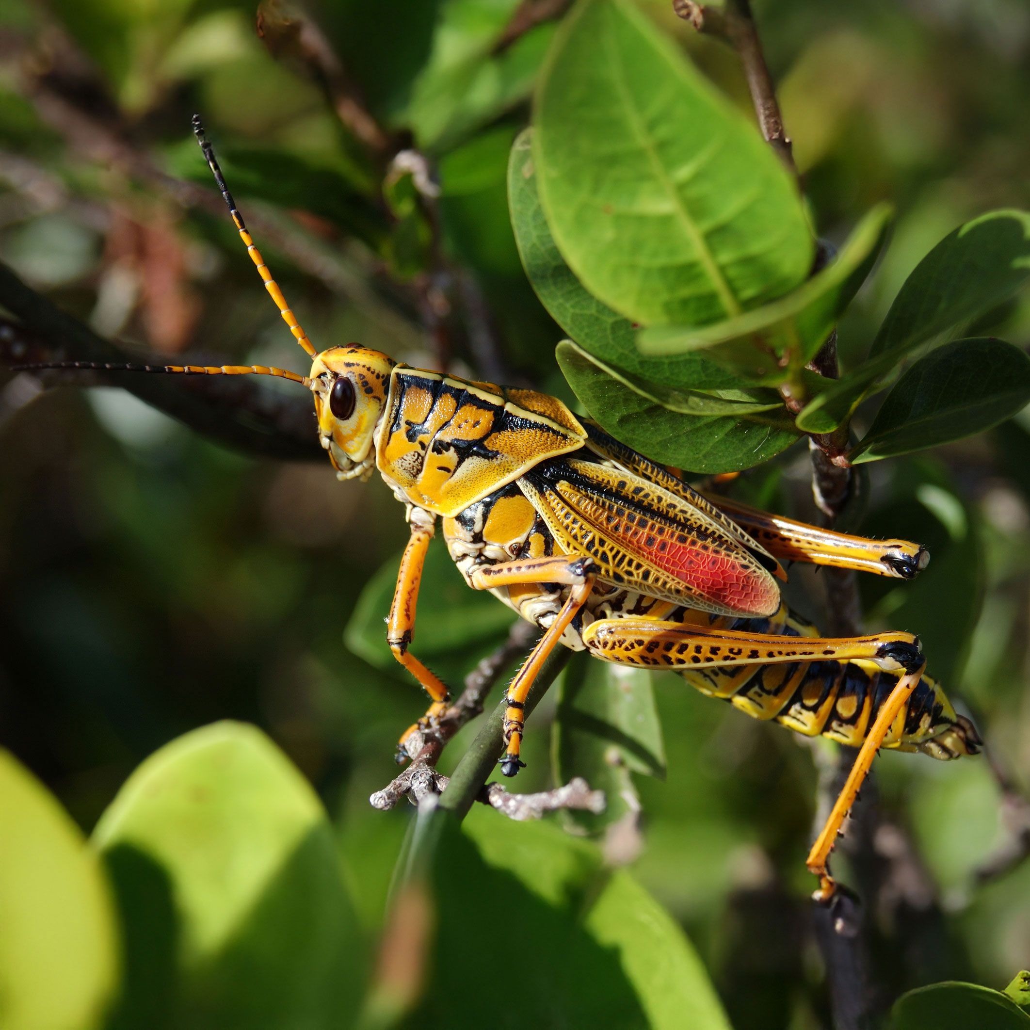 lubber-grasshopper2