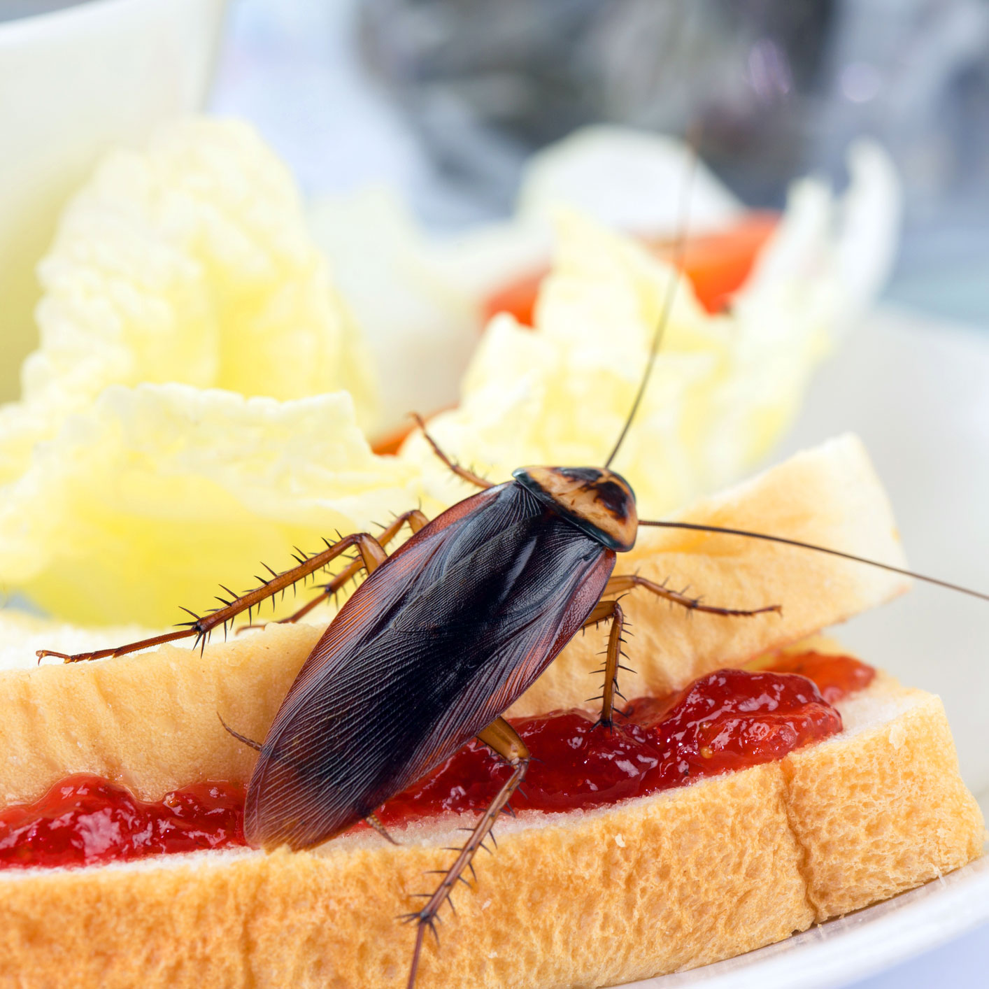 dreamstime_m_125344047---american-roach