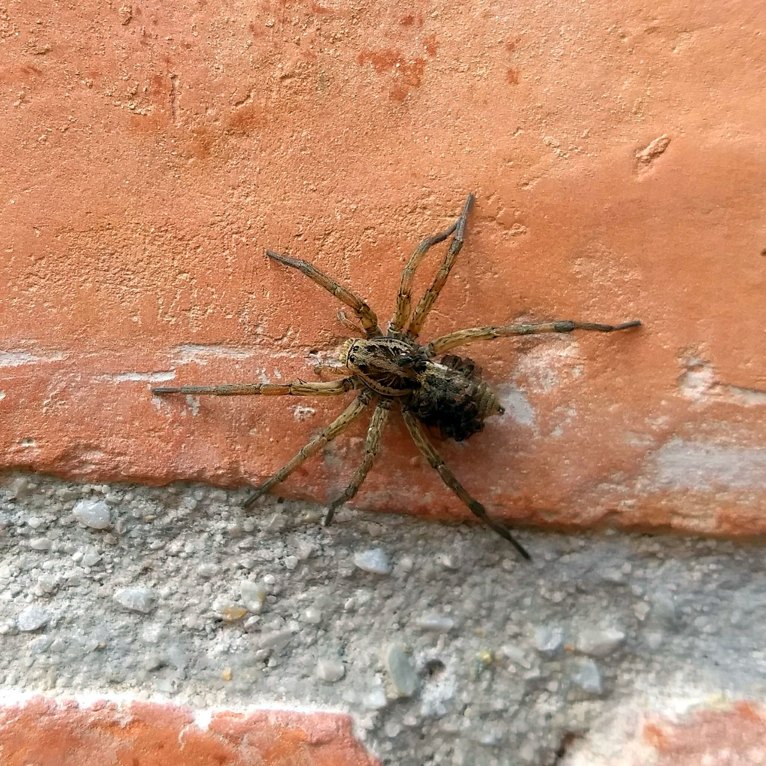 wolf-spider