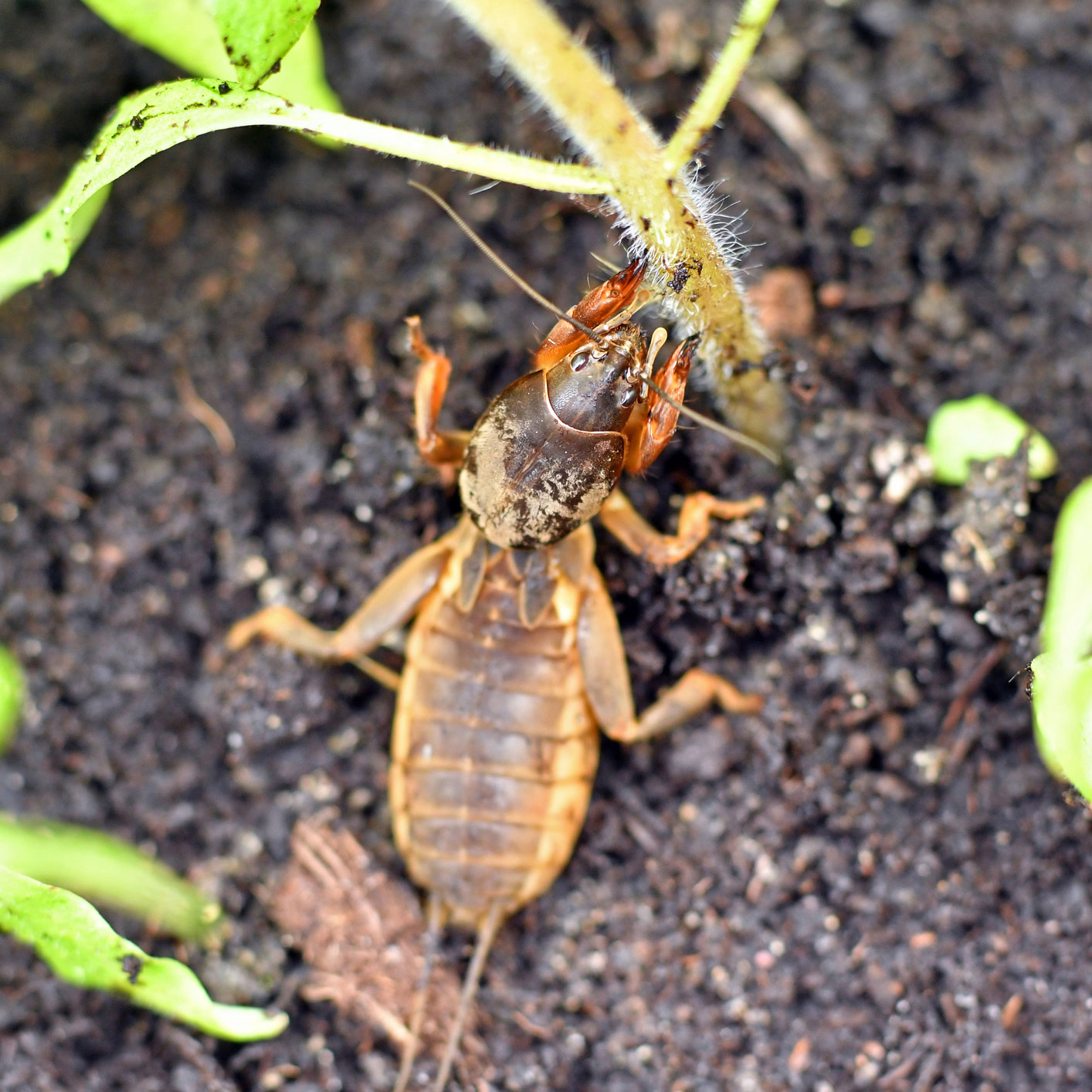 mole cricket