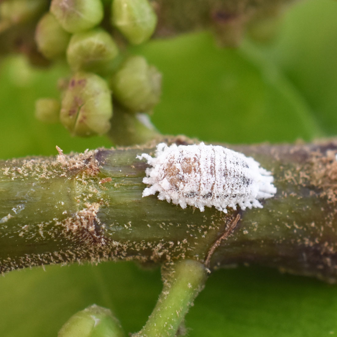 mealybug