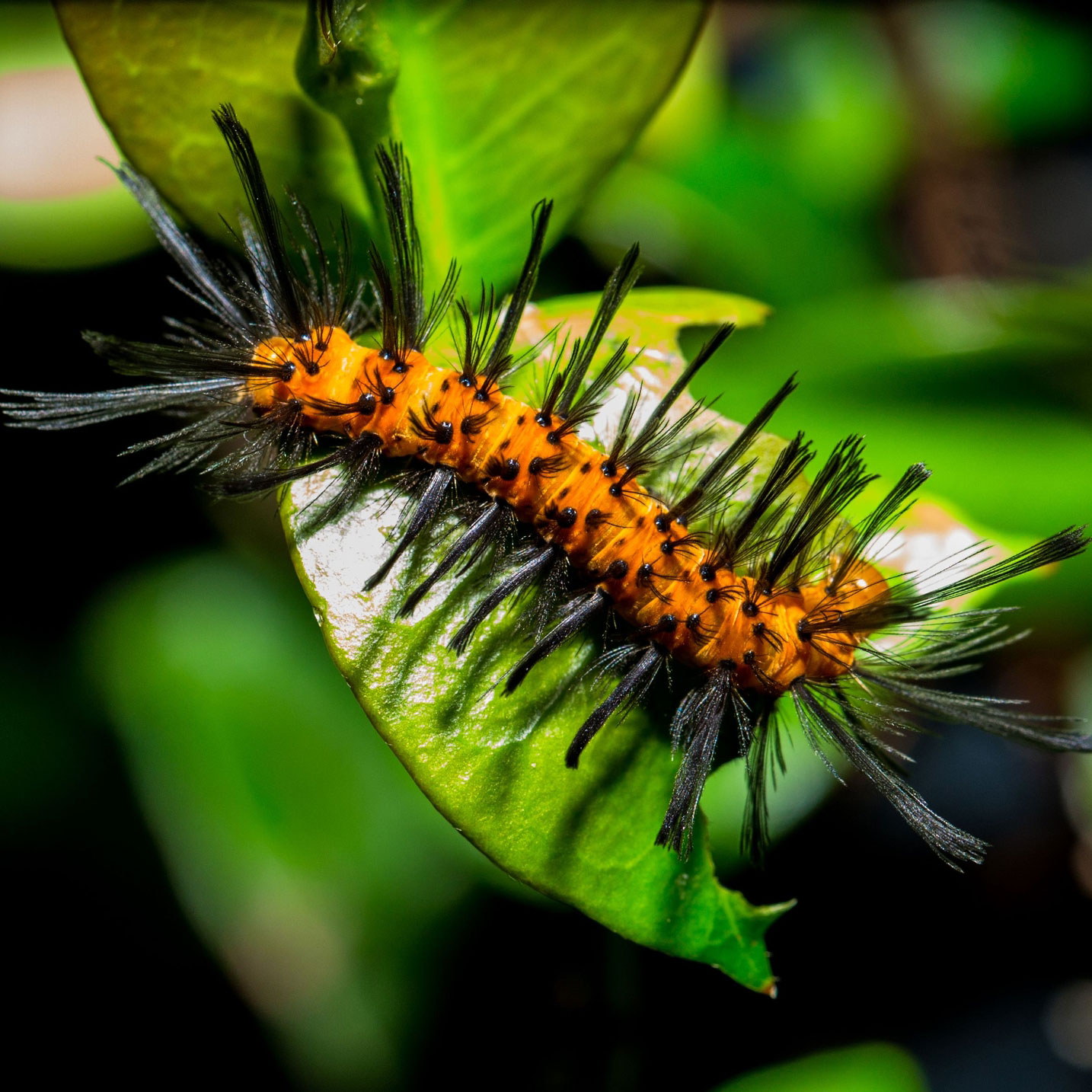oleander caterpillar
