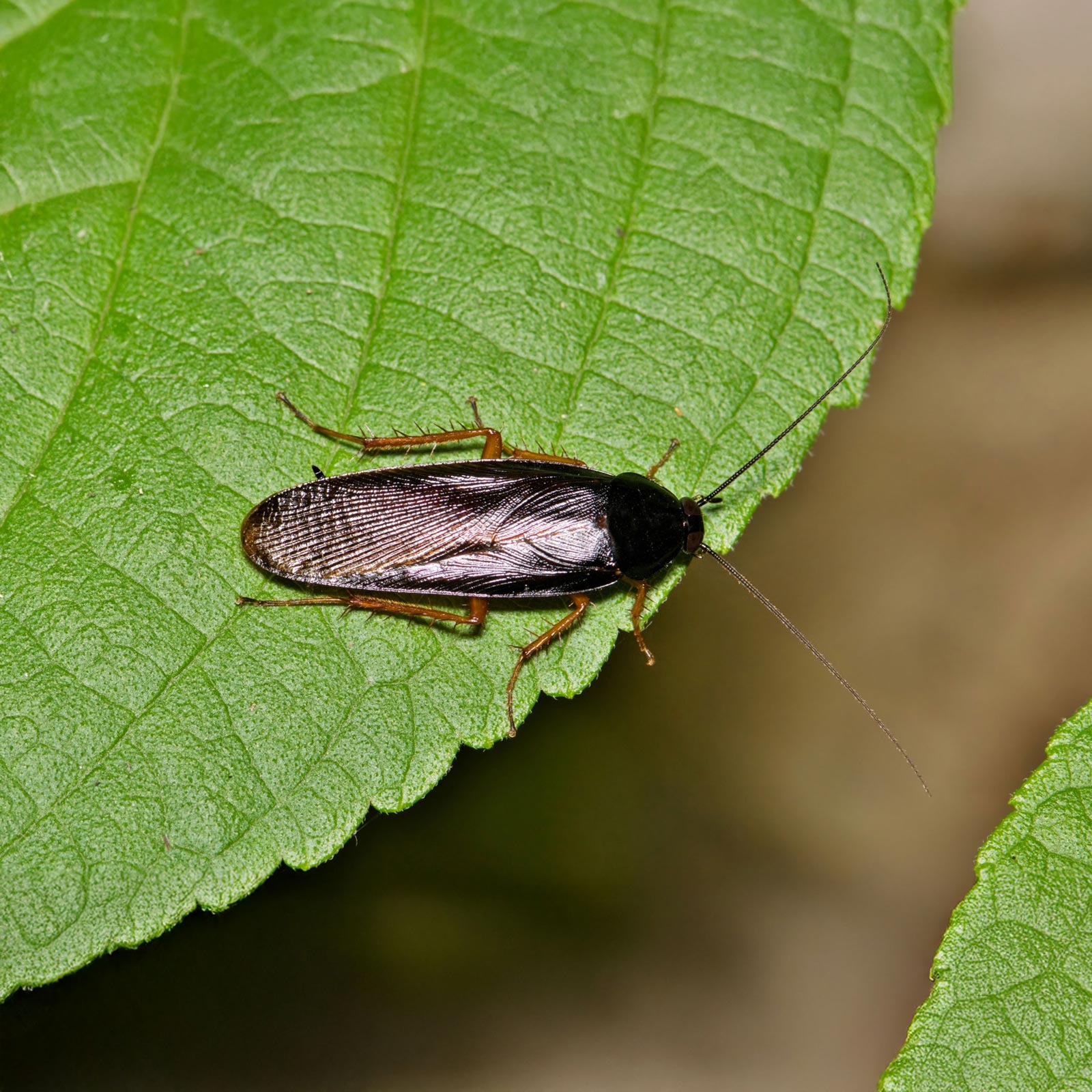 Smoky-Brown-Roach
