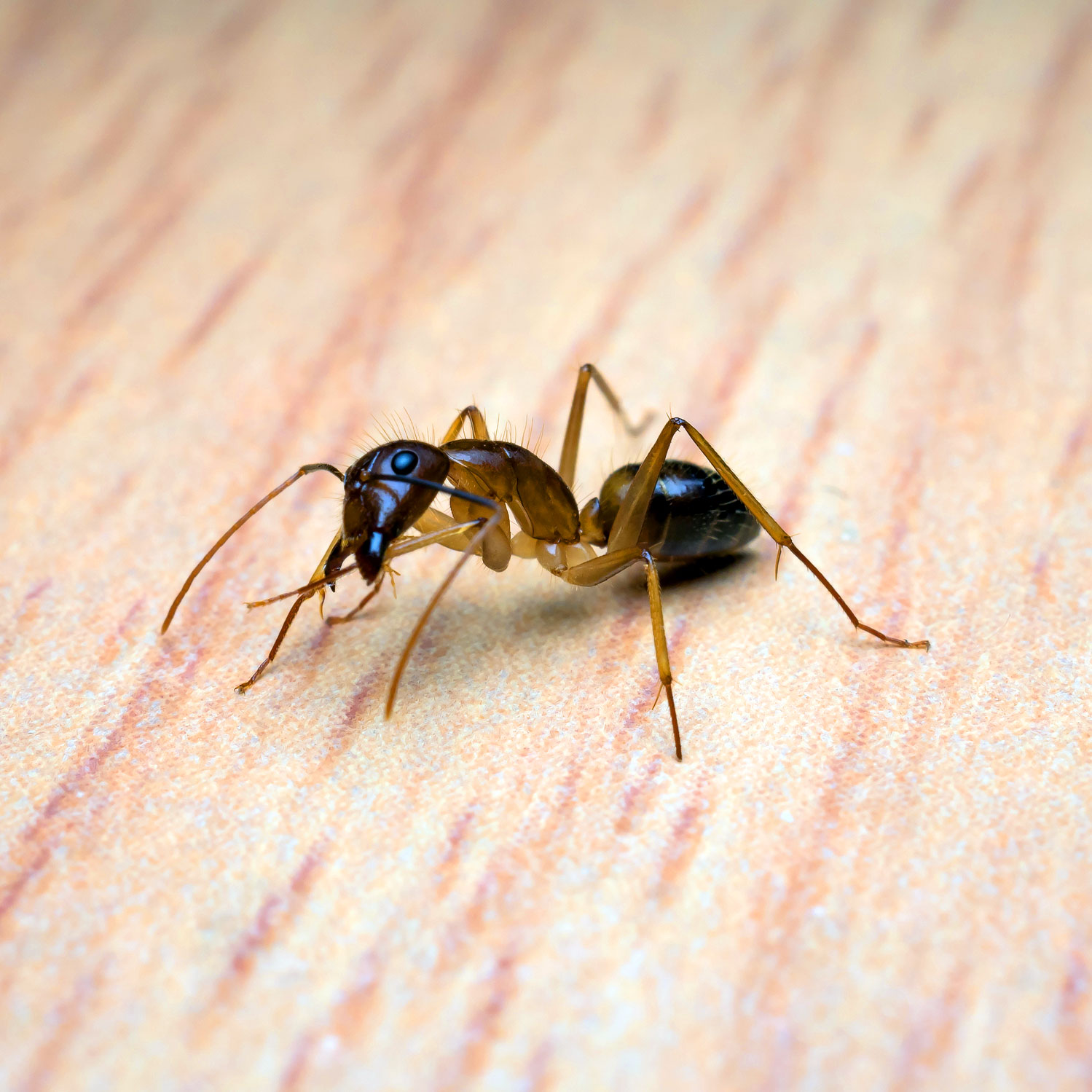 carpenter-ant