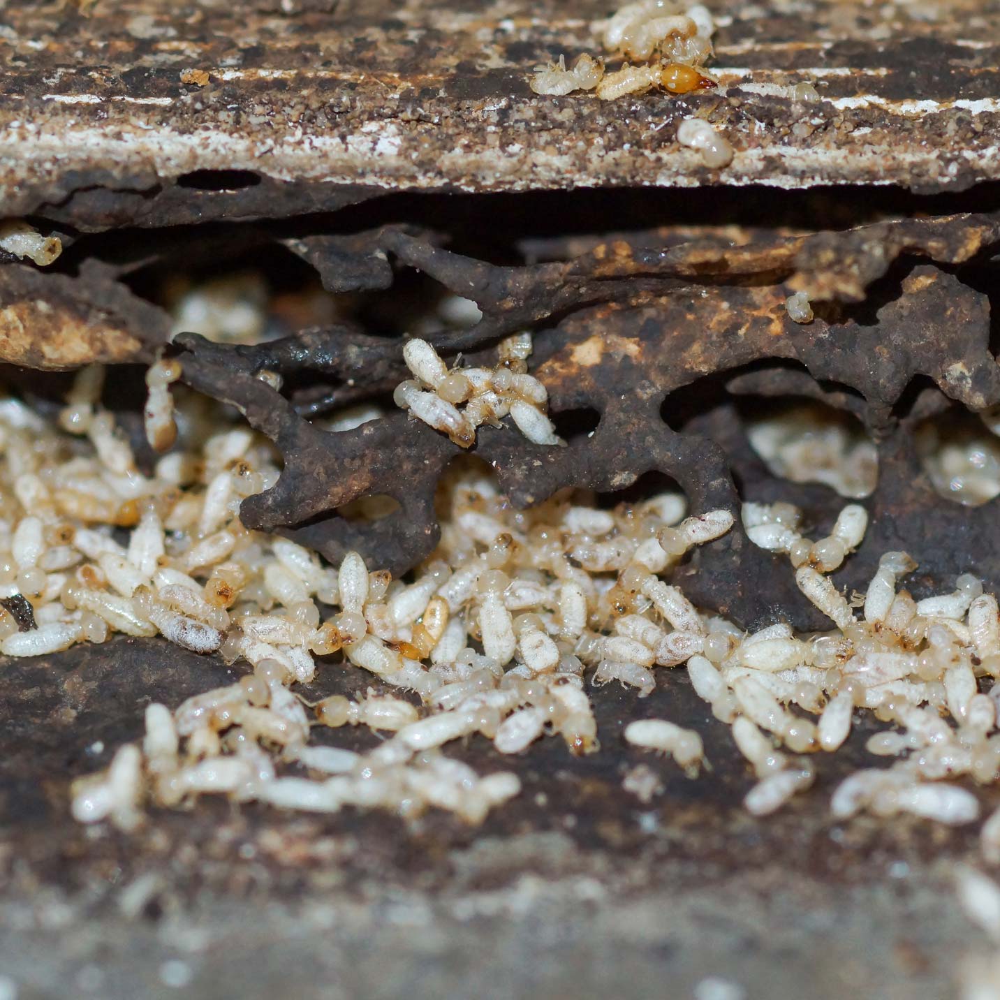 termites