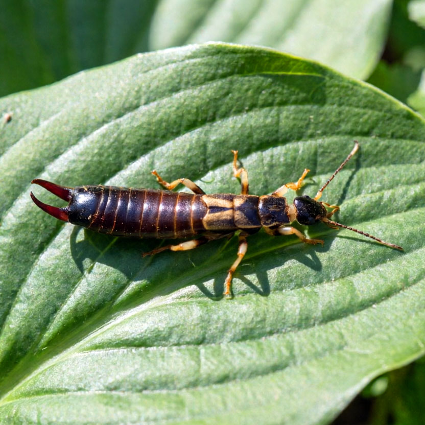 earwig