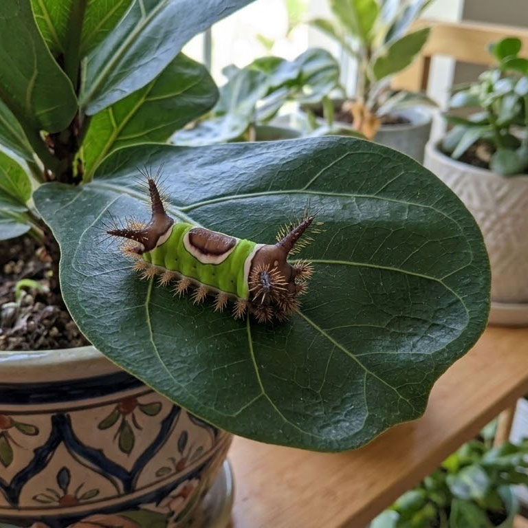saddleback-caterpillar