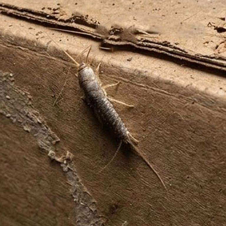 silverfish