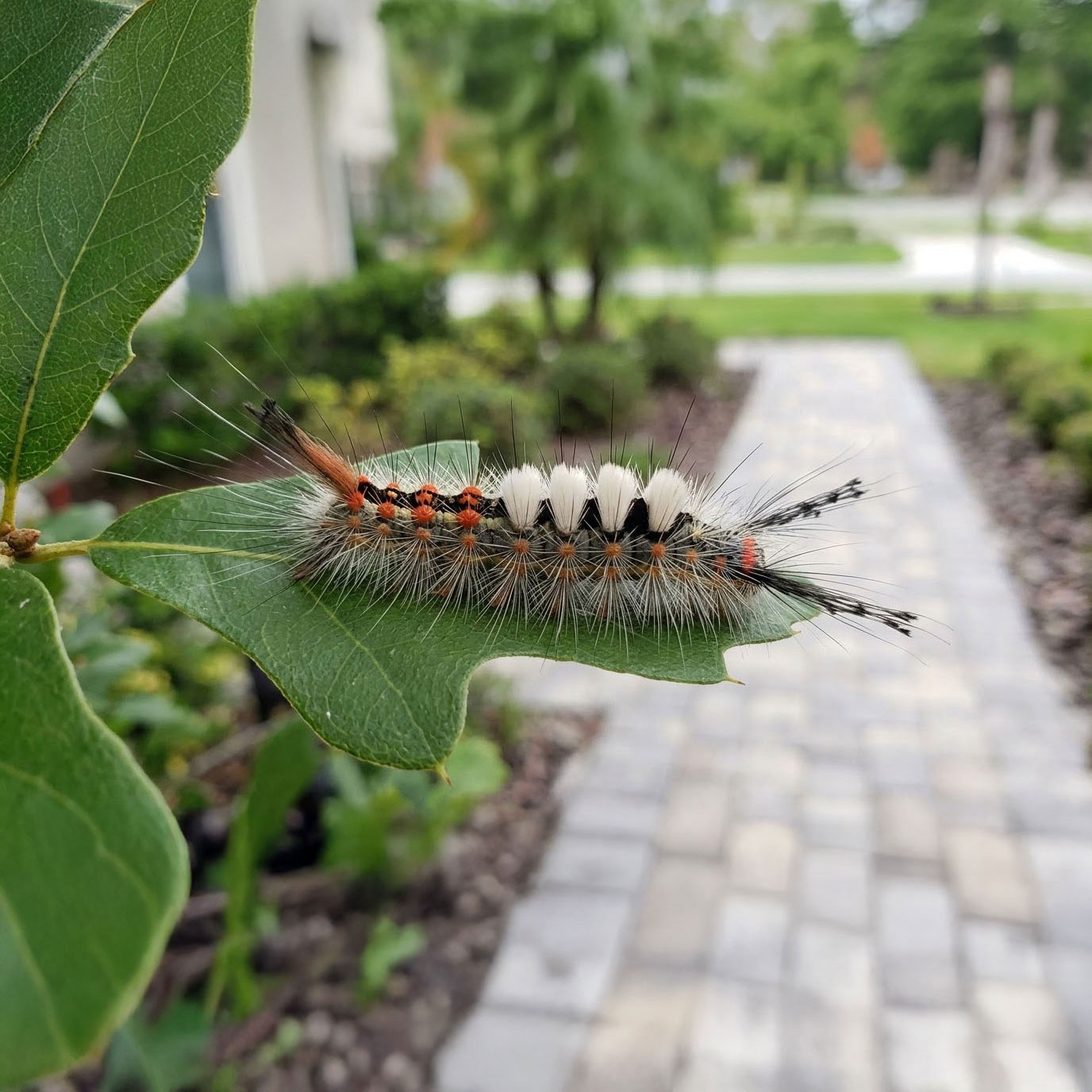 tussock-moth-caterpillar