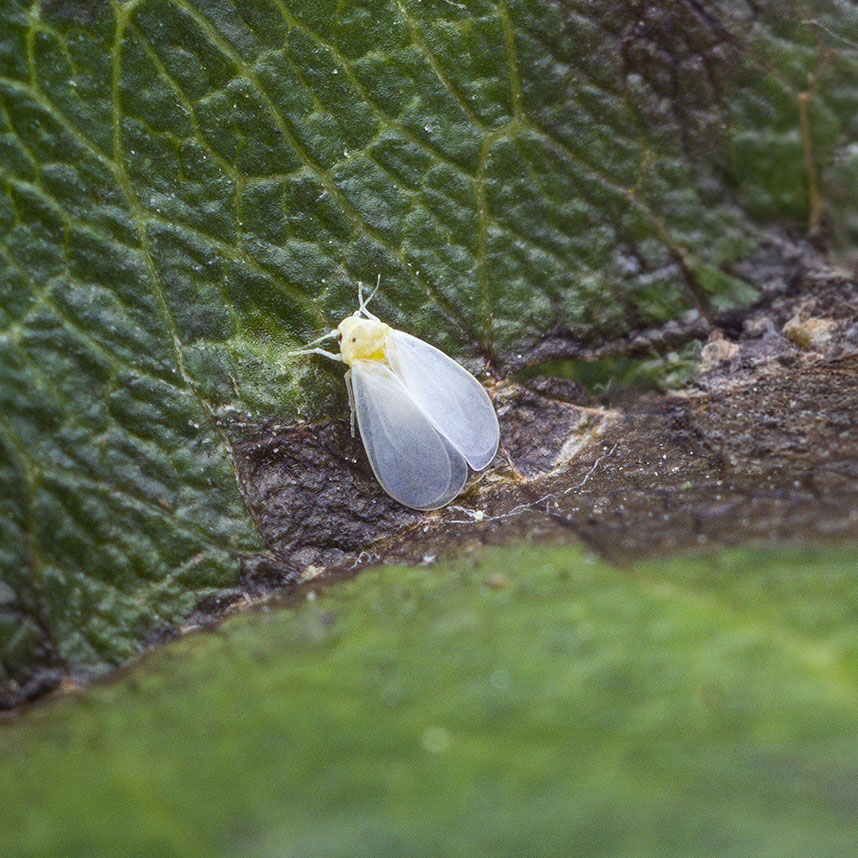 white-fly